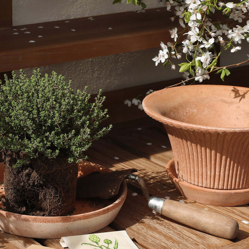 Flowerpot Daisy | terracotta