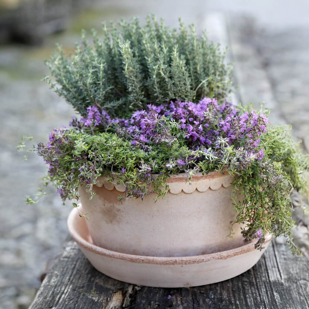 Pot de fleurs Helena bas | terre cuite