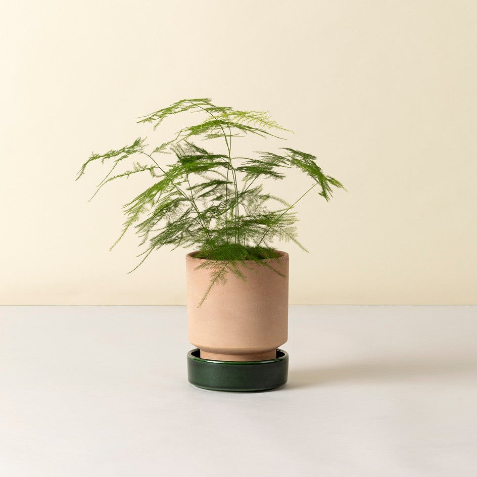 Blumentopf The Hoff Pot | terracotta