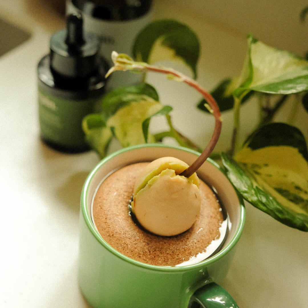 Anneau de culture pour avocat | Gigi