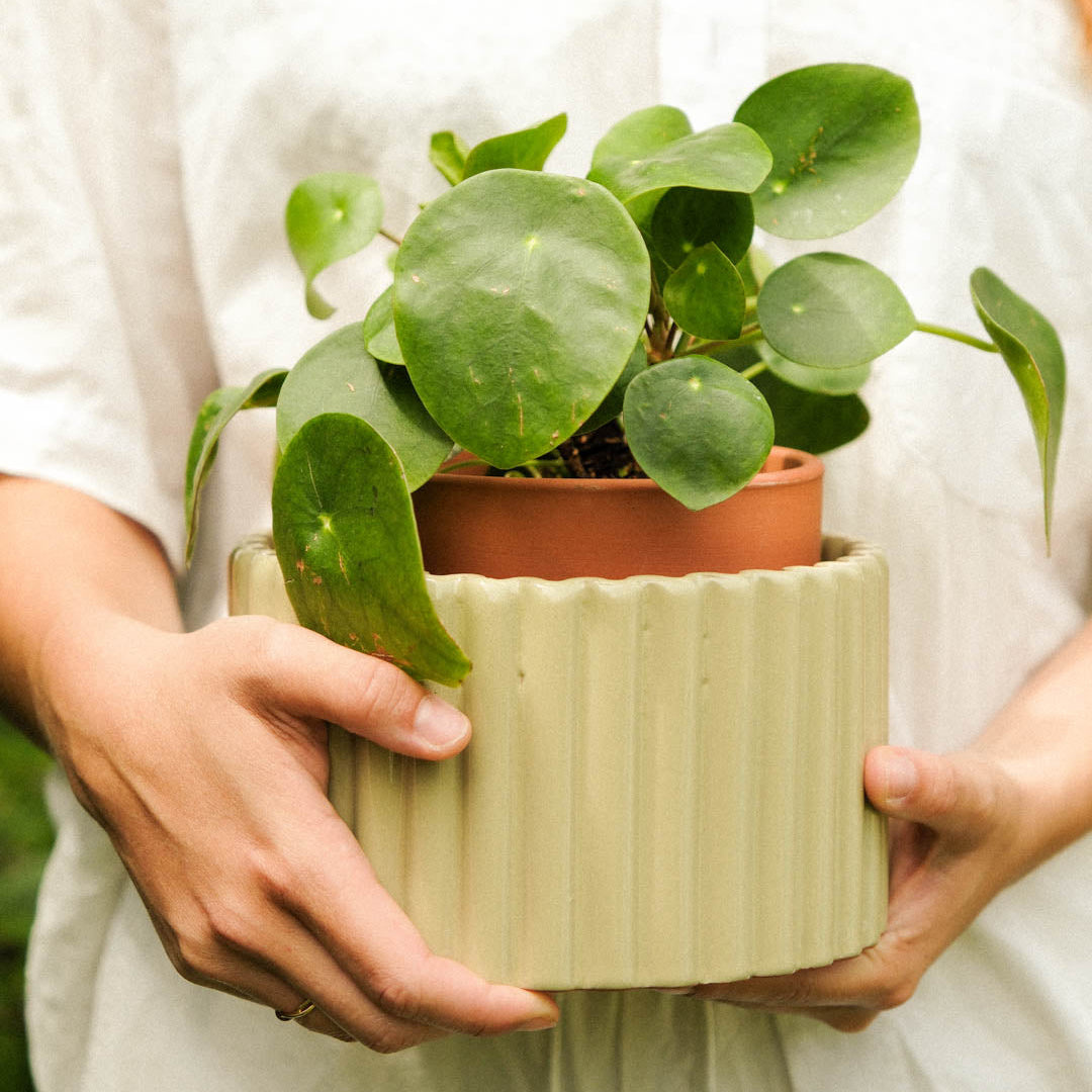 Self-watering pot Paula M | green