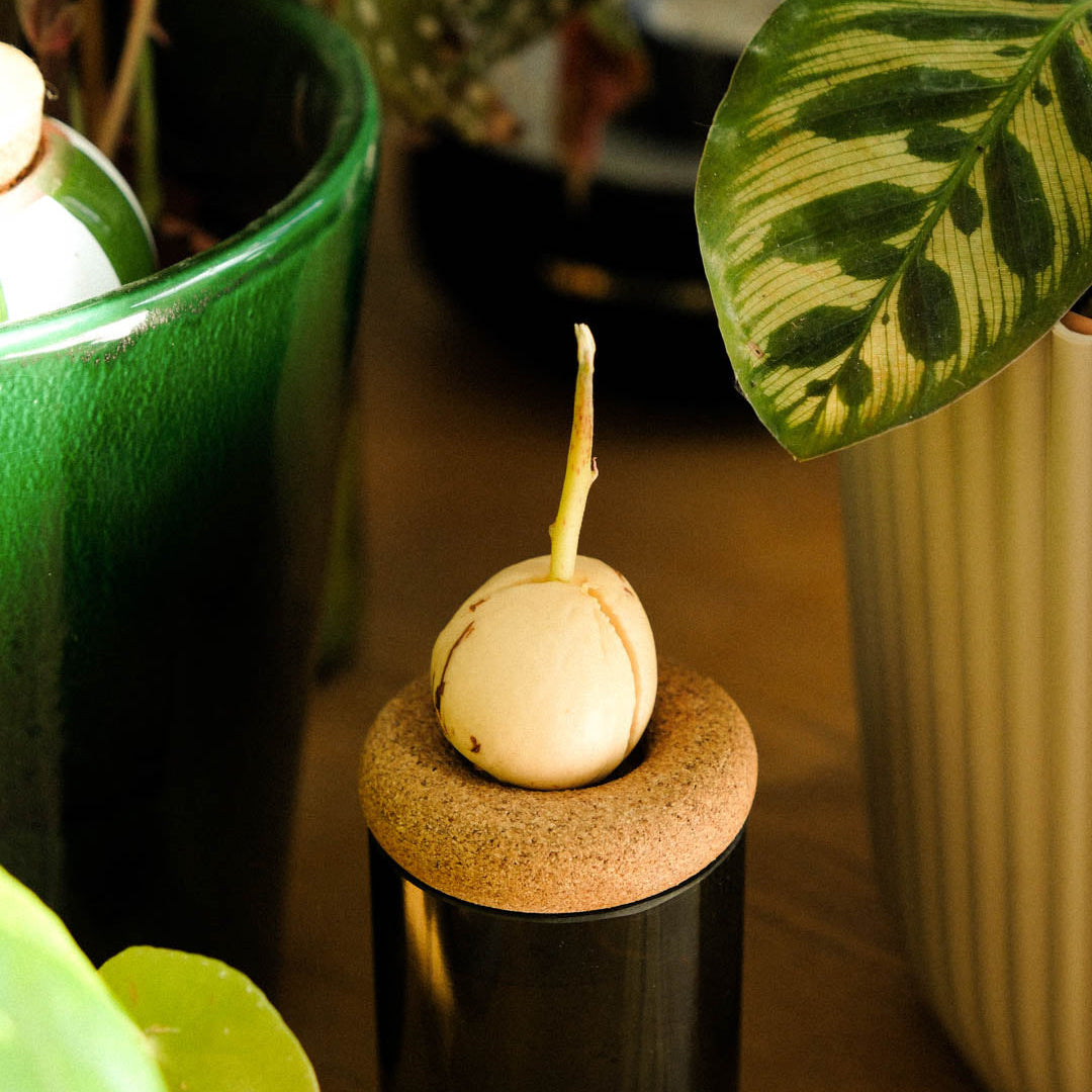 Anneau de culture pour avocat | Gigi