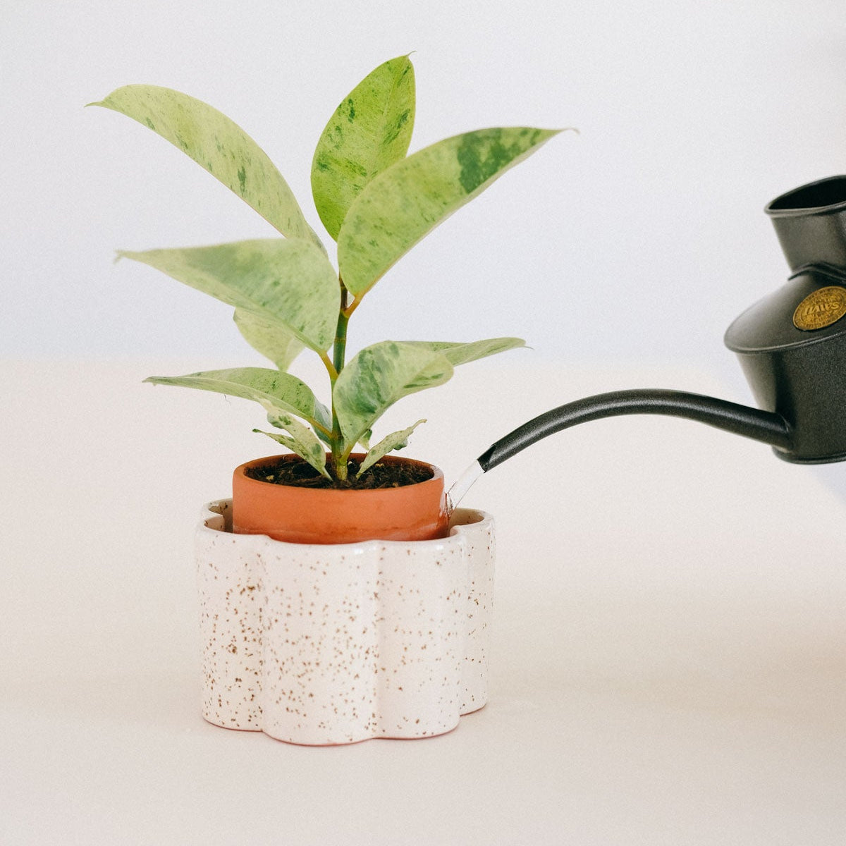 Self-watering Pot Paulita S | cream