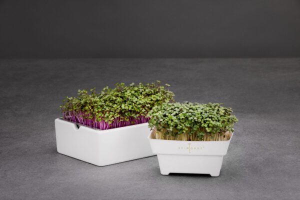 Barquette de germination Microgreens | compostable