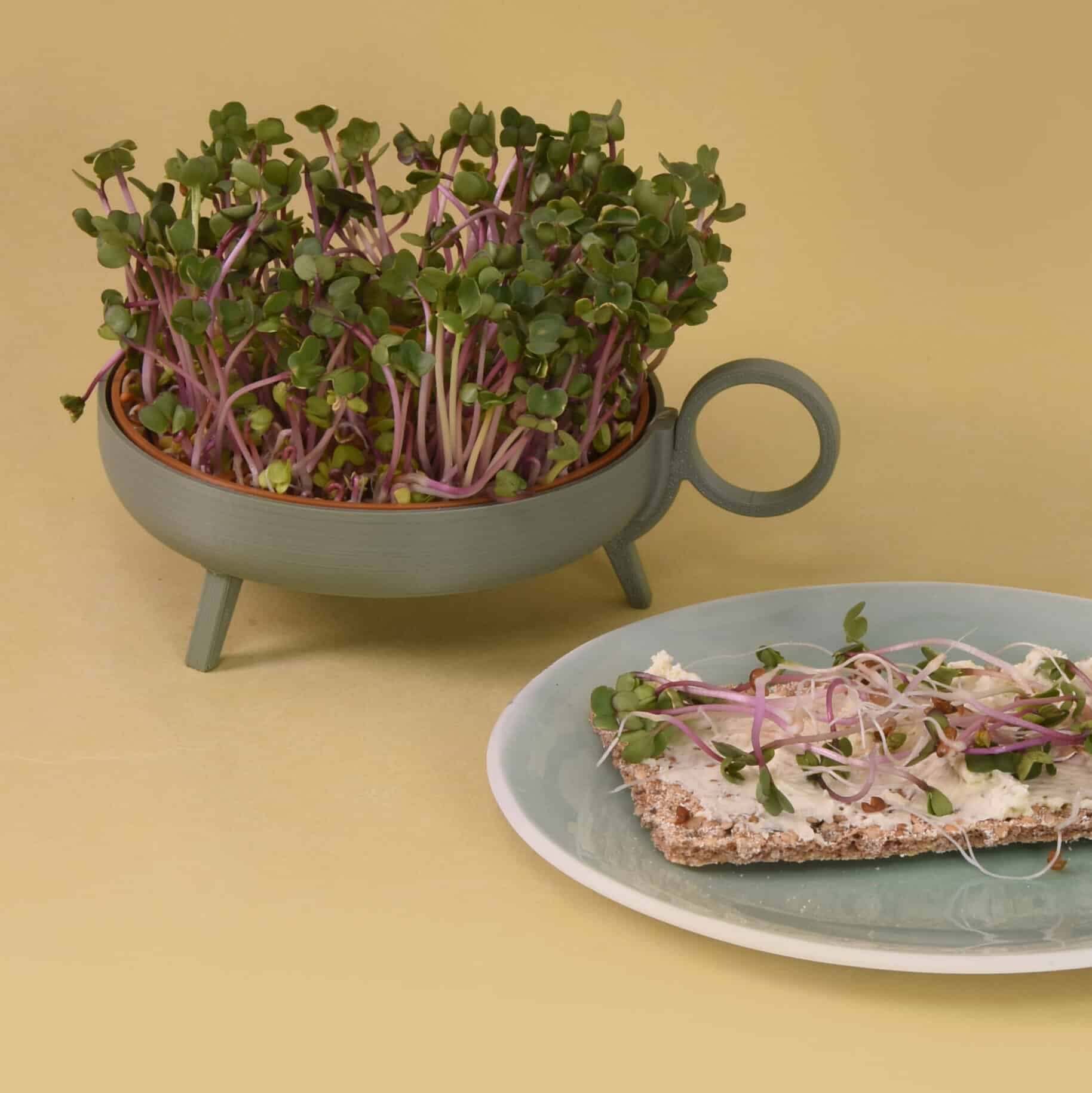 Plaque de germination | vert