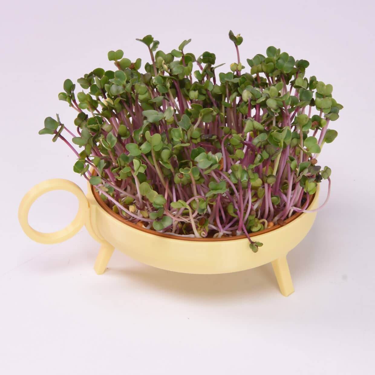 Sprouting Plate | butter yellow
