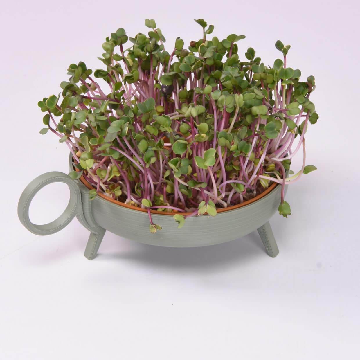 Plaque de germination | vert