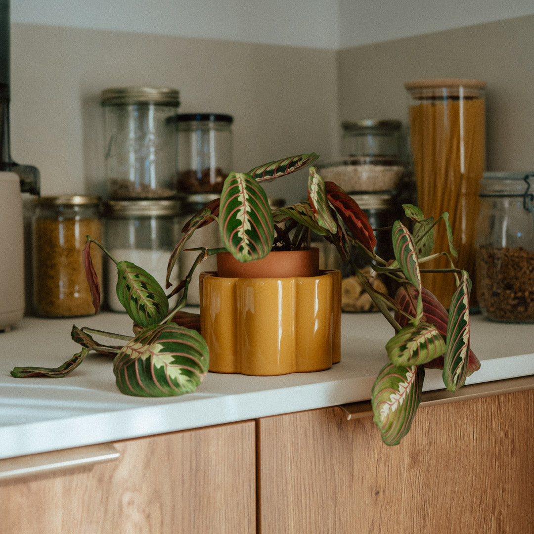 Self-watering pot Paulita S | yellow