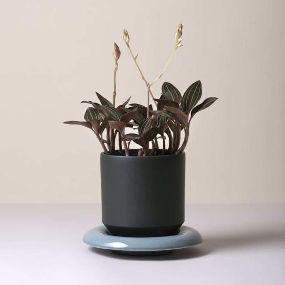 Flowerpot Lily | forest night