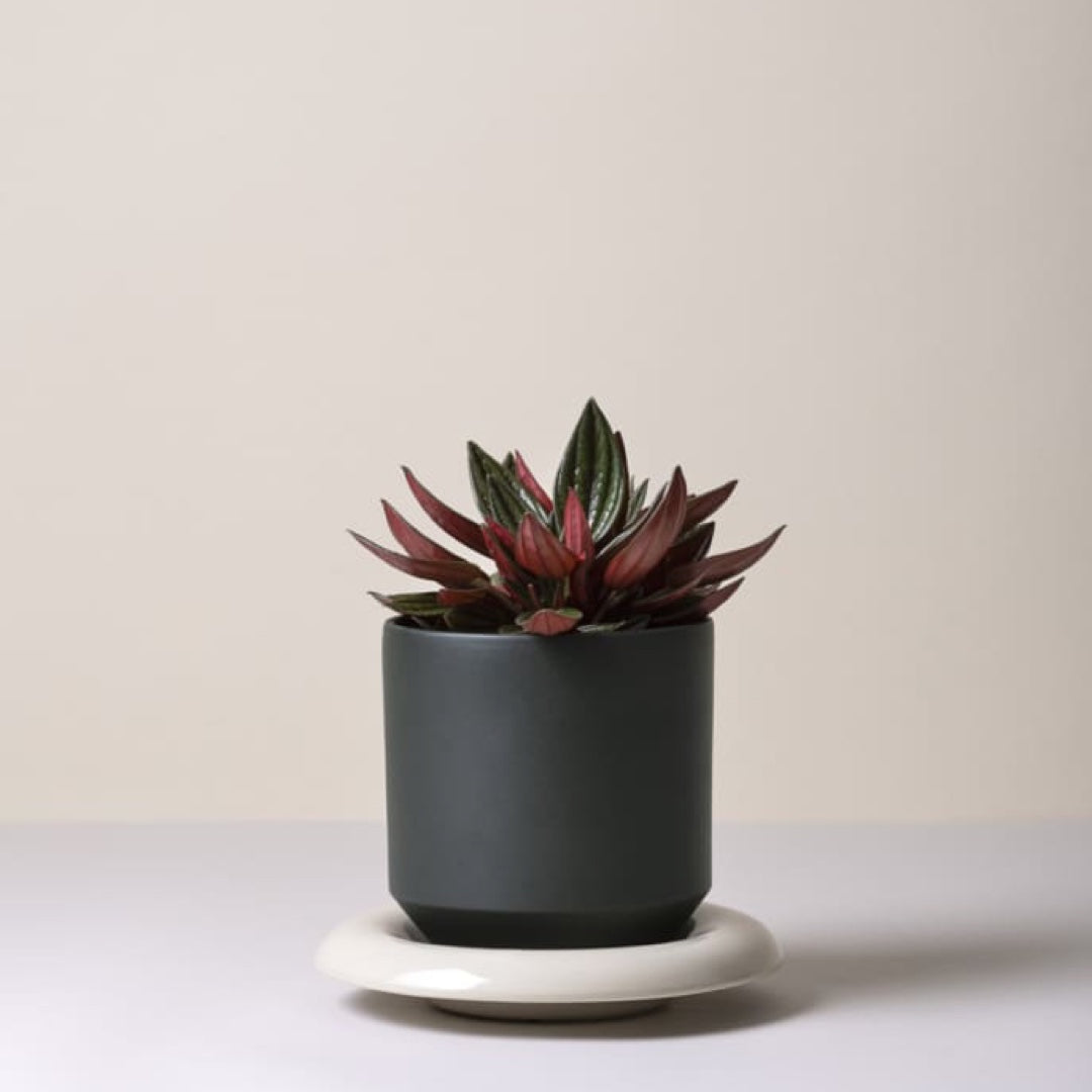 Flowerpot Lily | forest night