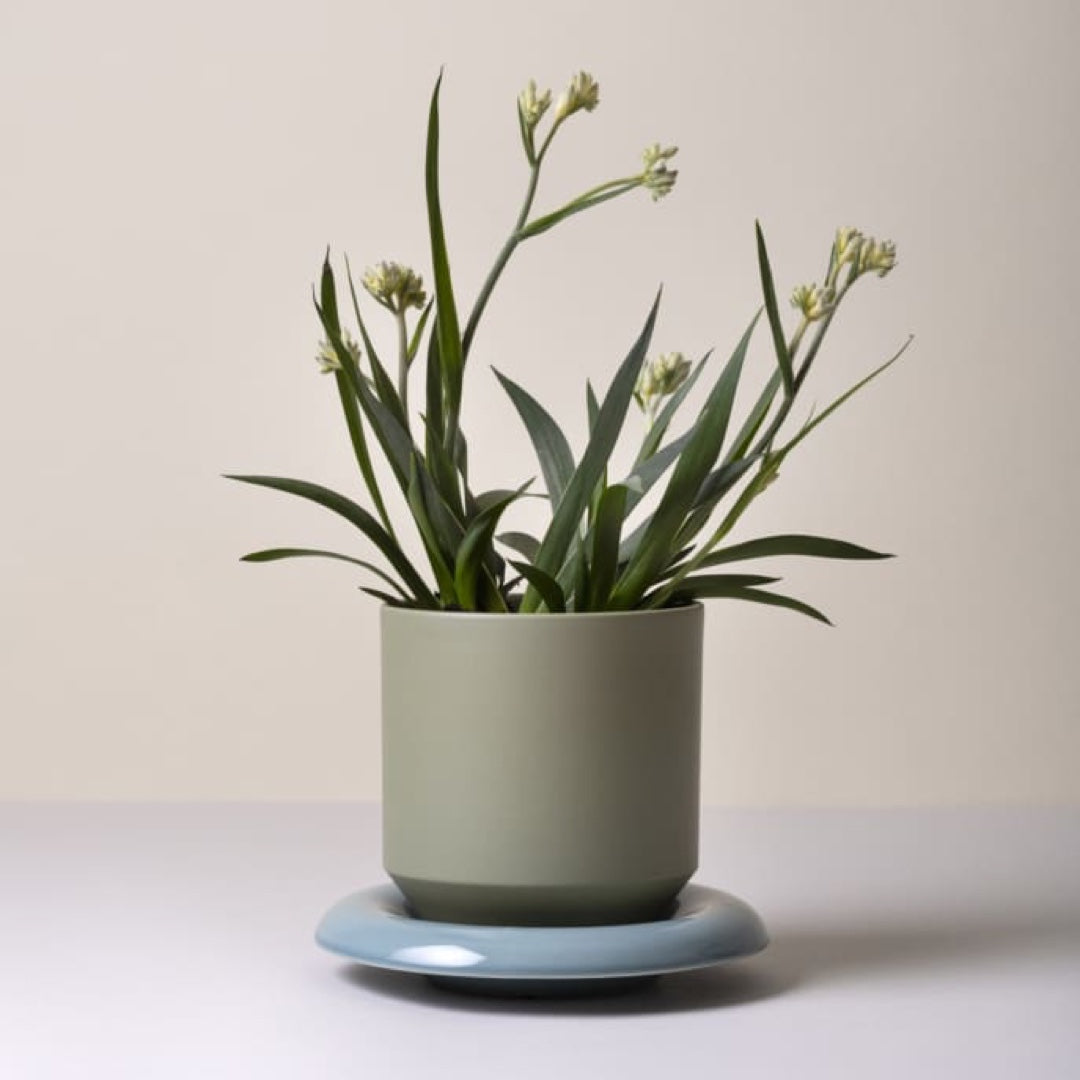 Flowerpot Lily | sage green