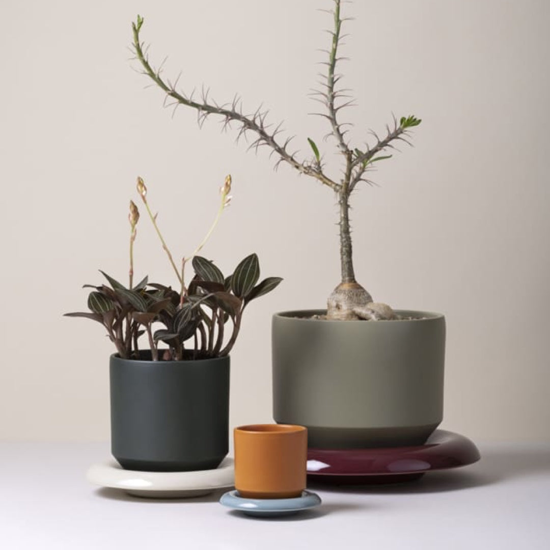 Pot de fleurs Lily | mandarine