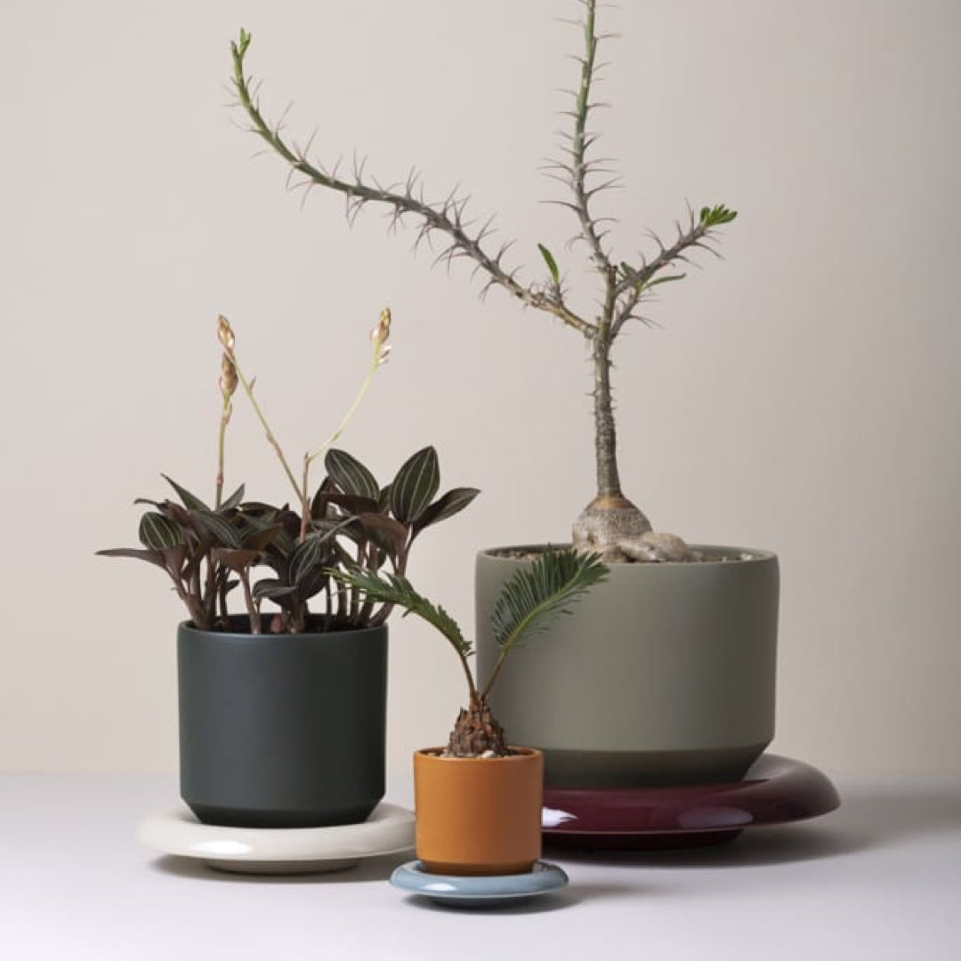 Pot de fleurs Lily | mandarine