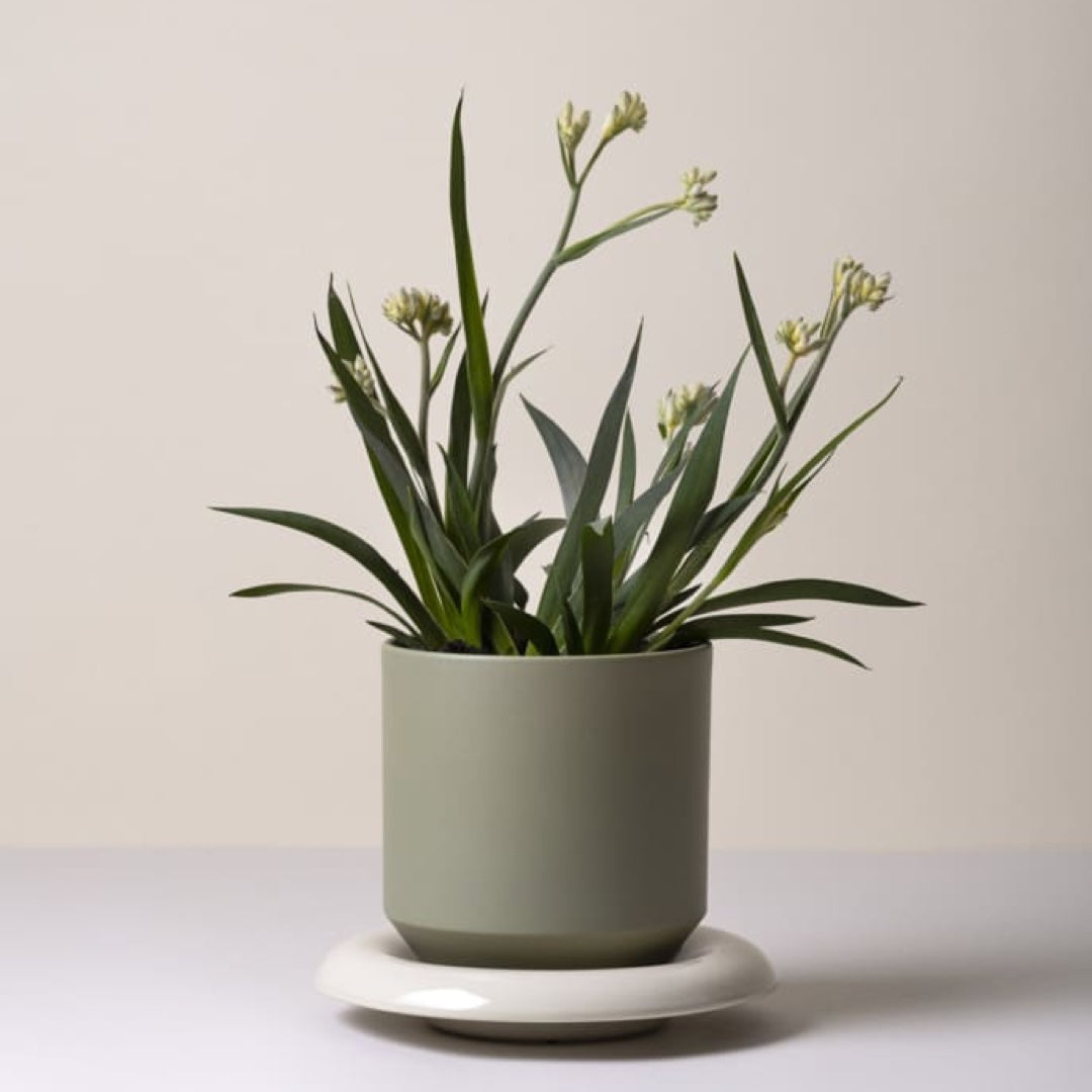 Flowerpot Lily | sage green