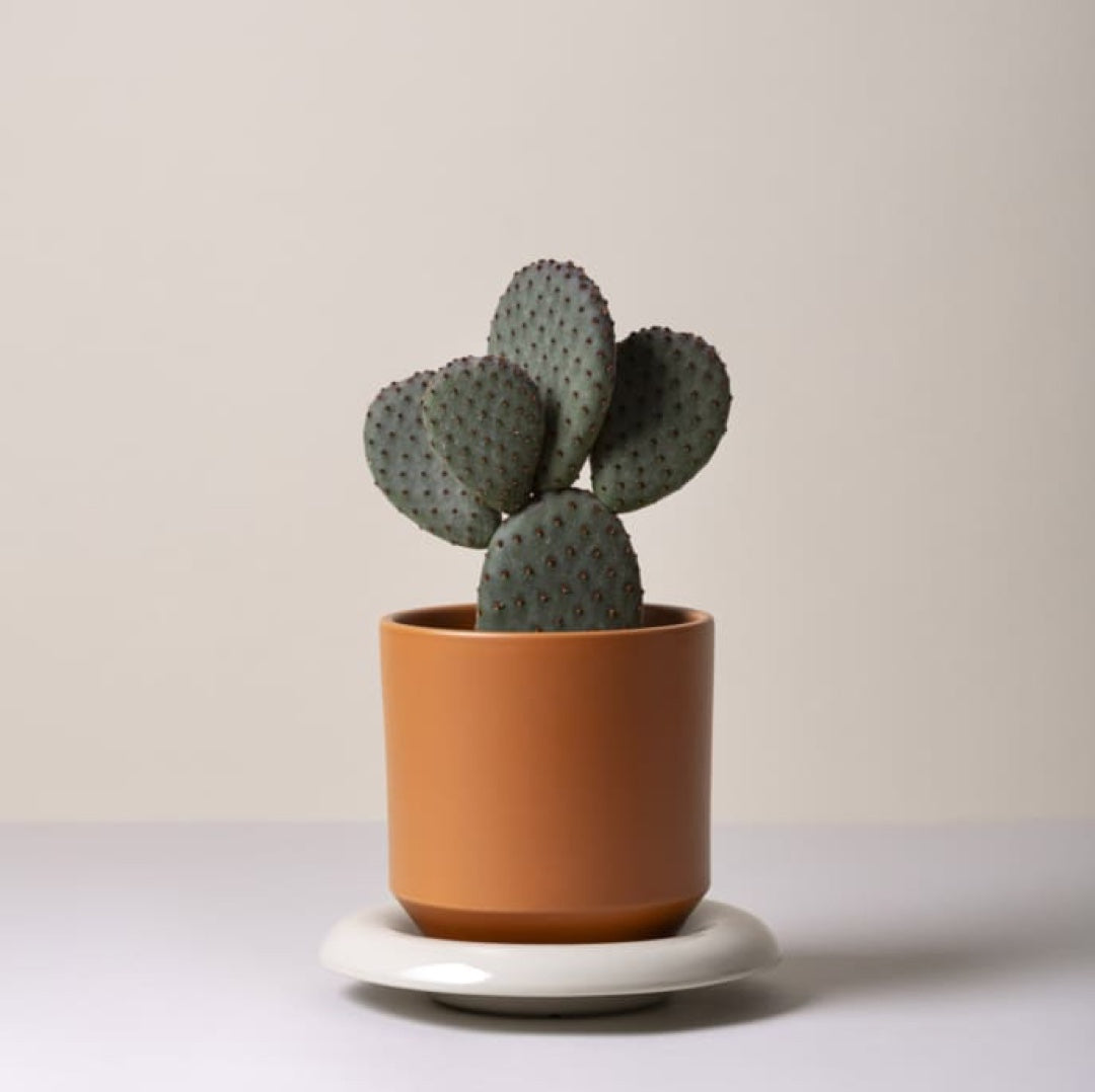 Pot de fleurs Lily | mandarine