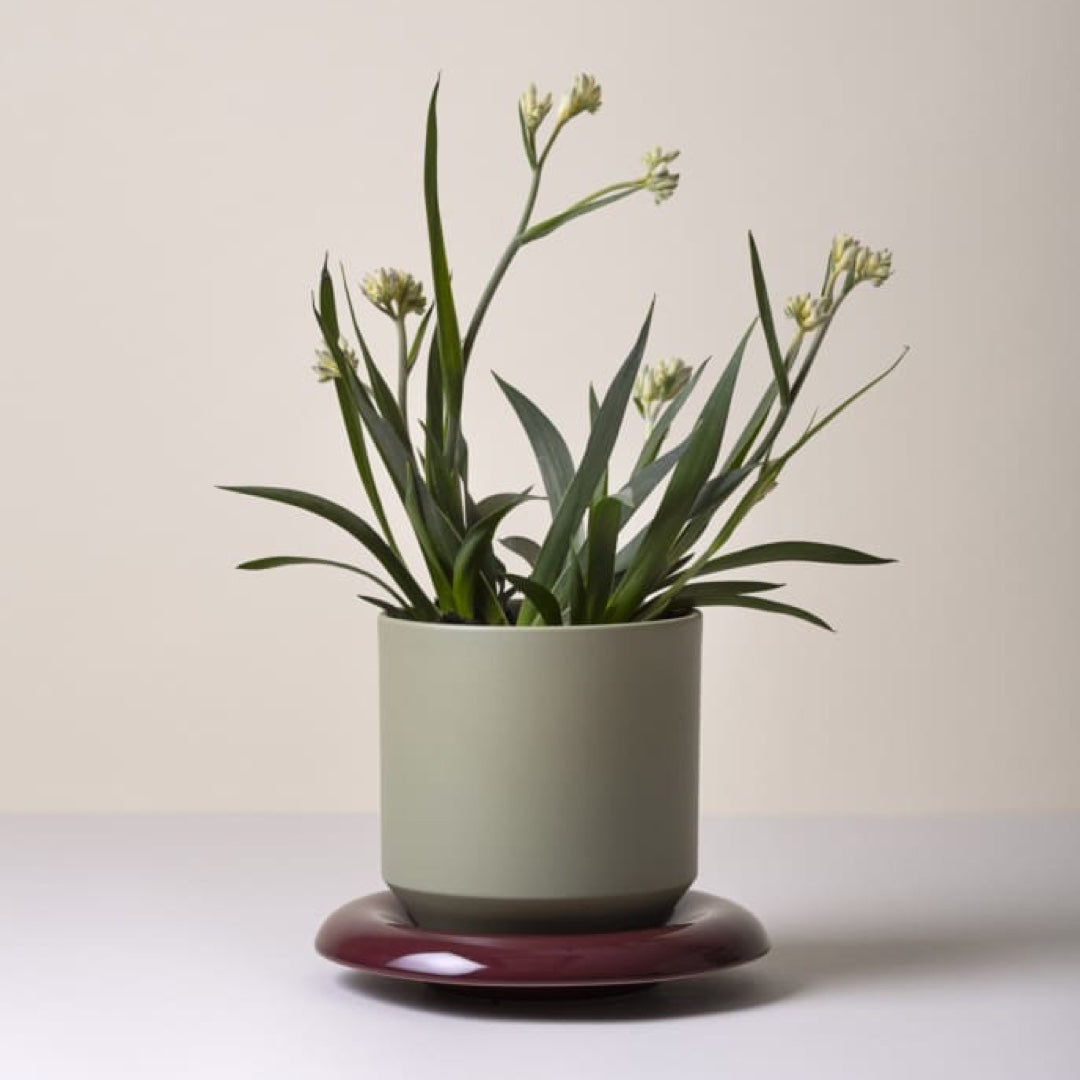 Flowerpot Lily | sage green