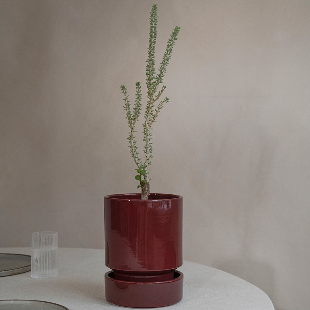 Soucoupe pour The Hoff Pot | bordeaux foncé