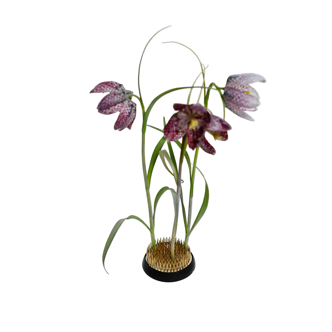 Flower pin frog KENZAN | Ø 6cm