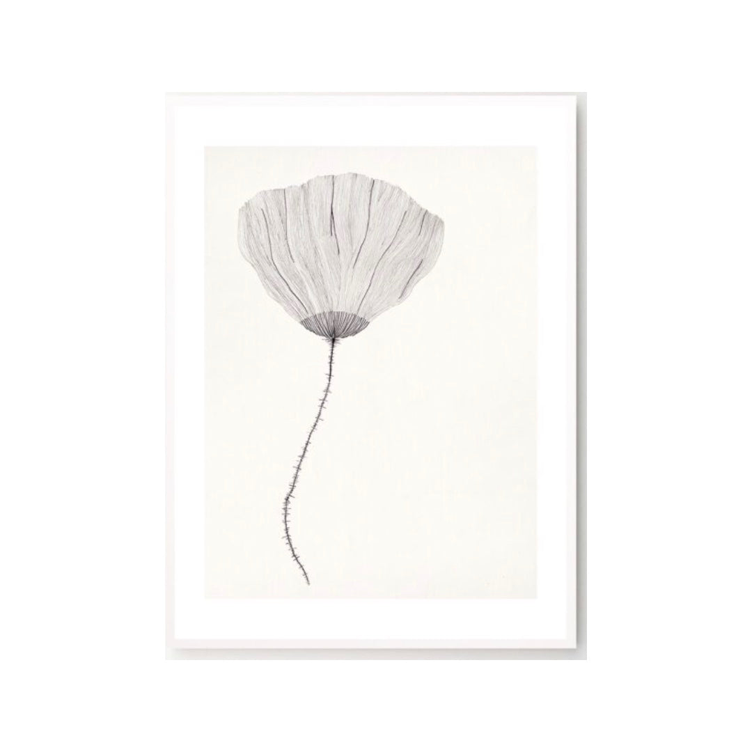 Framed Art Print Poppy | various designs