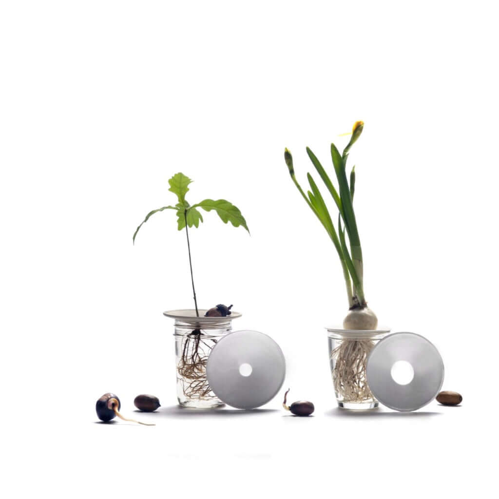 joyne.com | Porzellan Keim-Platte für Pflanzenableger | S von Botanopia