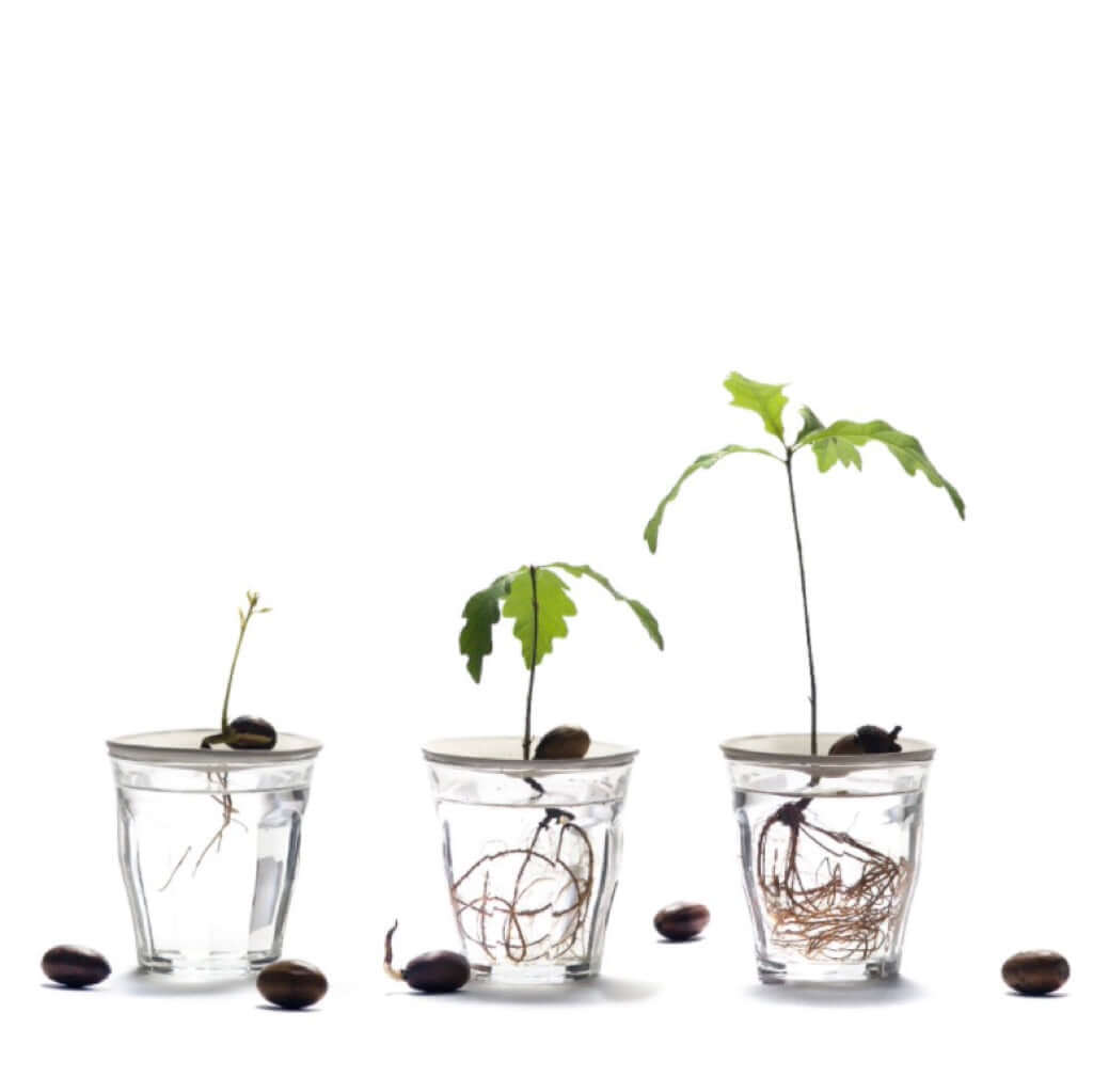 joyne.com | Propagation Starter Set für Pflanzenableger von Botanopia