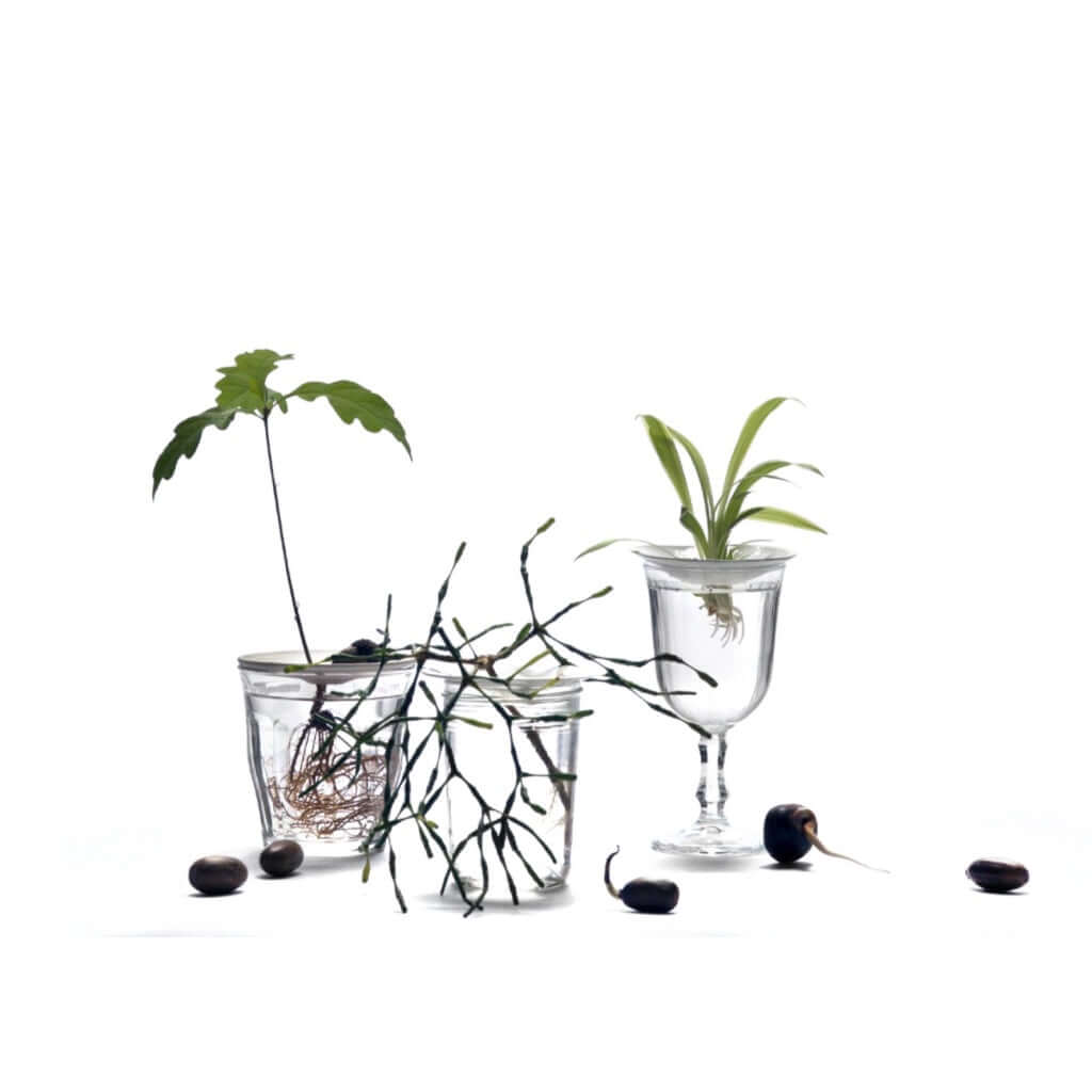 joyne.com | Propagation Starter Set für Pflanzenableger von Botanopia