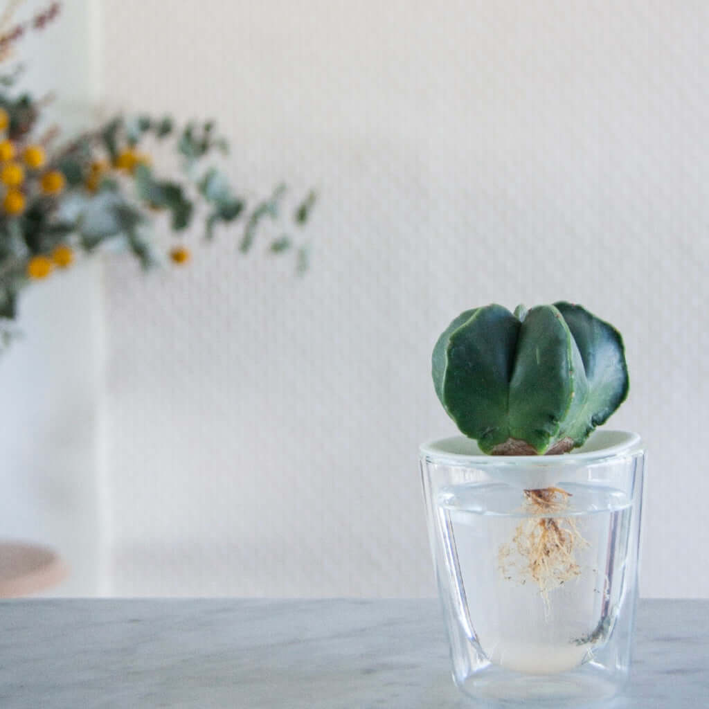 joyne.com | Bio Pflanzennährstoffe | 50ml von Botanopia