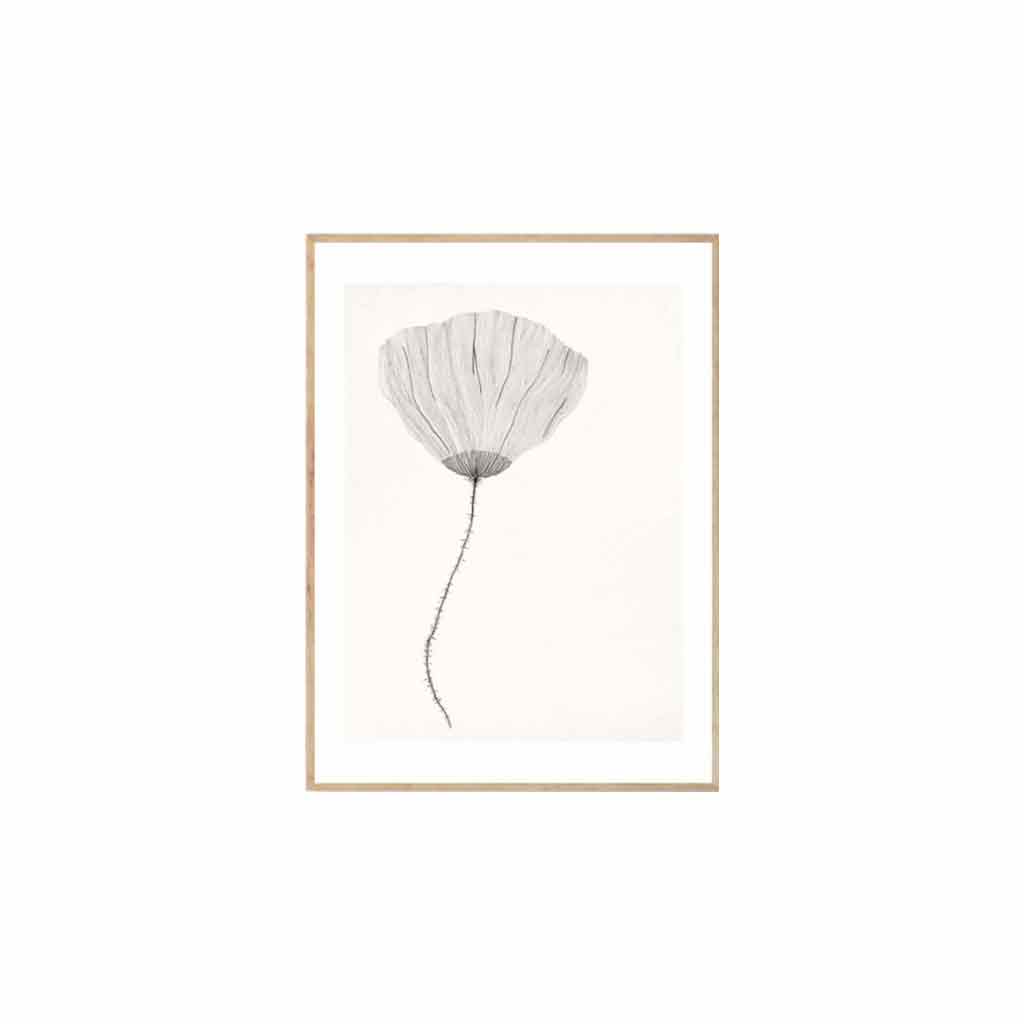 joyne.com | Gerahmter Kunstdruck "Poppy" - Ana Frois | 30x40cm von The Poster Club